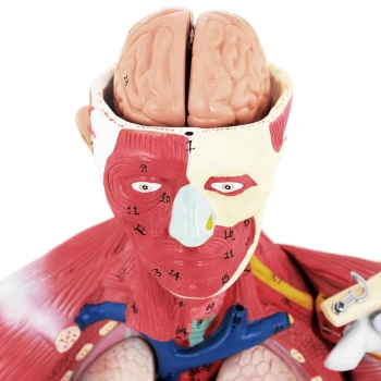  Model anatomiczny 3D ciała człowieka 27 elementów 76 cm - zdj. dodatkowe 2