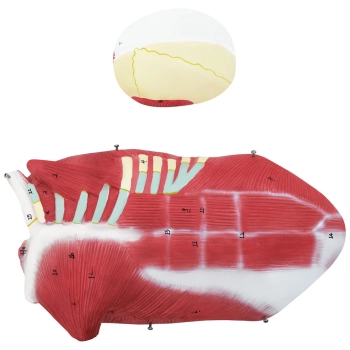  Model anatomiczny 3D ciała człowieka 27 elementów 76 cm - zdj. dodatkowe 7