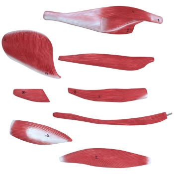  Model anatomiczny 3D ciała człowieka 27 elementów 76 cm - zdj. dodatkowe 8