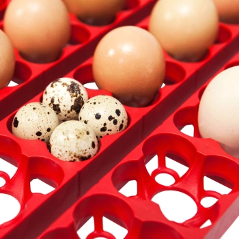  Inkubator wylęgarka do 49 jaj automatyczna z systemem nawilżania BIOMASTER 150 W - zdj. dodatkowe 4