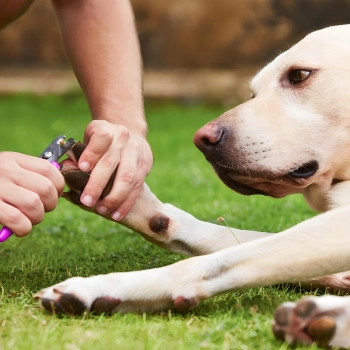  Maszynka bezprzewodowa do strzyżenia psów zwierząt LCD 9 W 4 nasadki - zdj. dodatkowe 3