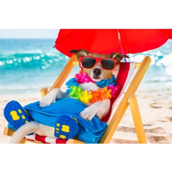 Haft Diamentowy, Obraz, Mozaika Diamentowa Diamond Painting, PIES NA LEŻAKU 40x30cm