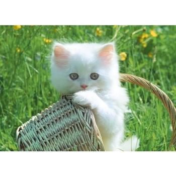 Haft Diamentowy, Obraz, Mozaika Diamentowa Diamond Painting, KOTEK W KOSZYKU 40x30cm