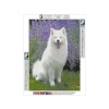 Haft Diamentowy, Obraz, Mozaika Diamentowa Diamond Painting, PIES SAMOYED 30x40cm