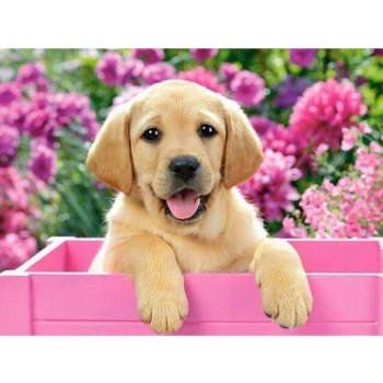 Haft Diamentowy, Obraz, Mozaika Diamentowa Diamond Painting, BISZKOPTOWY LABRADOR PIES 40x30cm