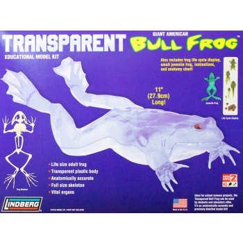 Model plastikowy Lindberg - Transparent Bull Frog (Przezroczysta żaba rycząca)