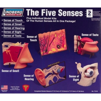 Model plastikowy Lindberg - 5 zmysłów Dotyk, Węch, Słuch, Wzrok, Smak.