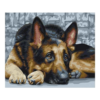 OBRAZ MALOWANIE PO NUMERACH RAMA 50x40cm OWCZAREK NIEMIECKI